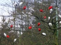 Olmen_drie Olmen_drie