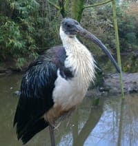 Olmen_drie Zo kortbij kan je hier de dieren bekijken. (Foto: Marc B)